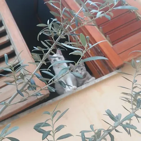 Stanza Con Terrazza Calamonaci